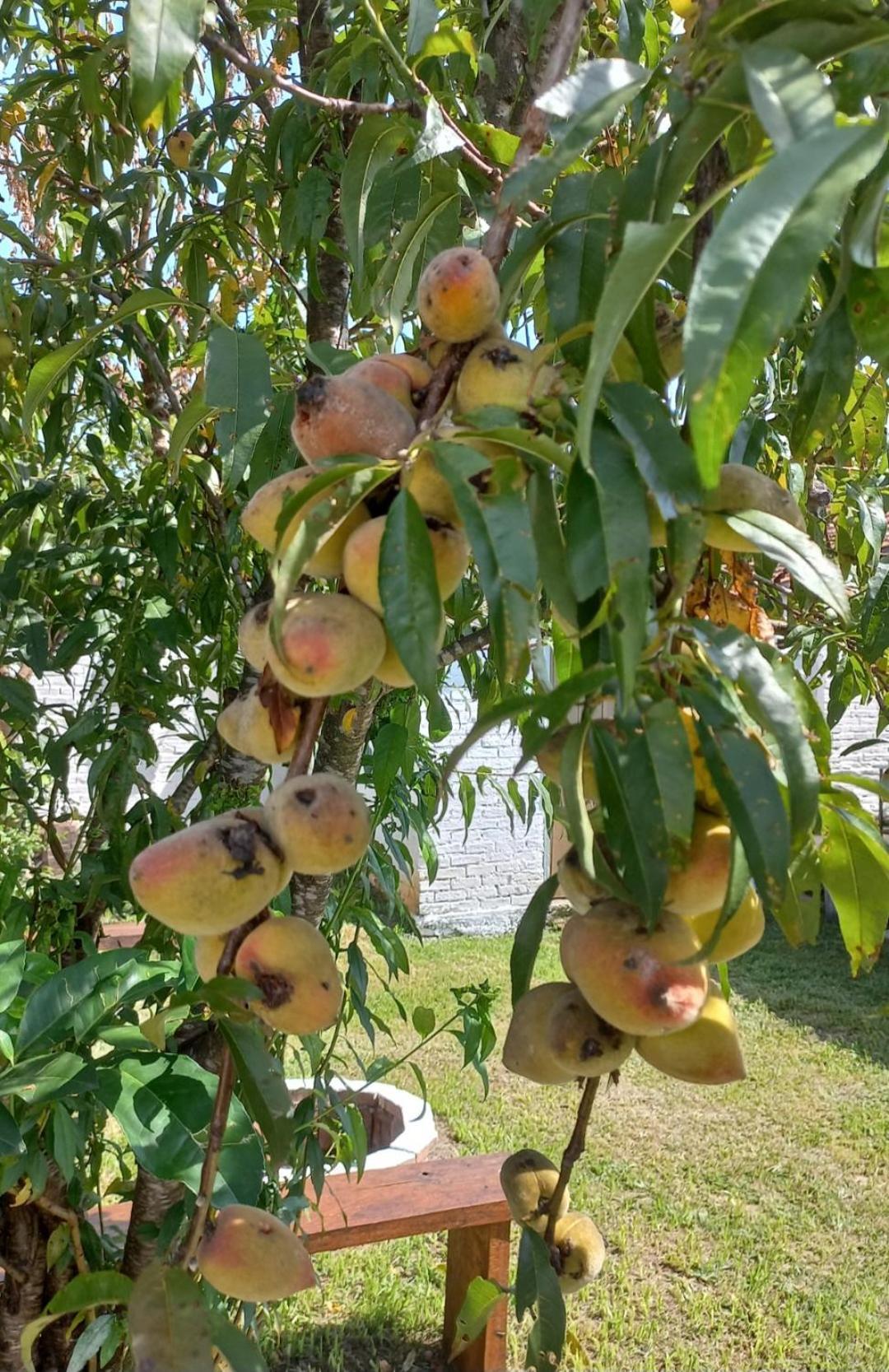 Casinha Verde Passa Quatro Dış mekan fotoğraf